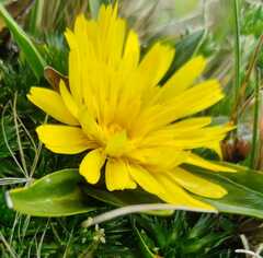Hypochaeris sessiliflora