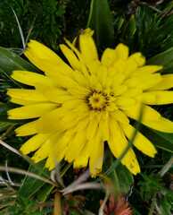 Hypochaeris sessiliflora