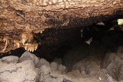 Rousettus aegyptiacus