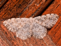 Scopula submutata