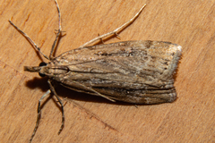 Eudonia chalara
