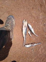 Exocoetidae