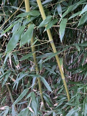 Phyllostachys