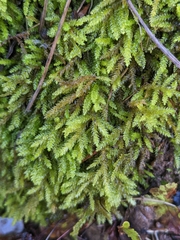 Scleropodium obtusifolium