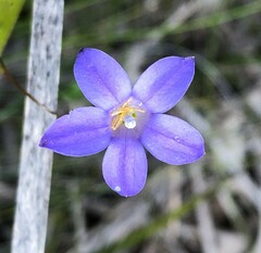 Wahlenbergia multicaulis