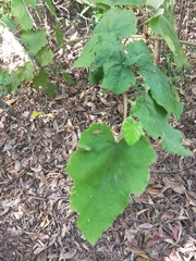 Rubus alceifolius