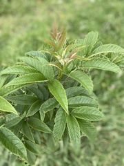 Cleome anomala