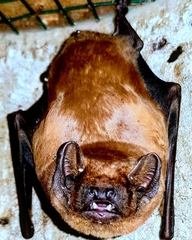 Nyctalus noctula