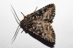 Ichneutica lithias