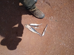 Exocoetidae