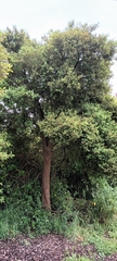 Podocarpus totara