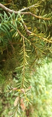Podocarpus totara