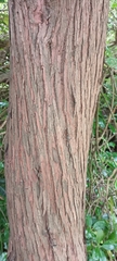 Podocarpus totara
