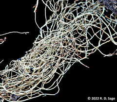 Protousnea magellanica