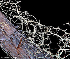 Protousnea magellanica