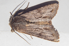 Ichneutica ustistriga
