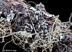 Protousnea magellanica