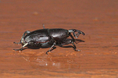 Cosmopolites sordidus