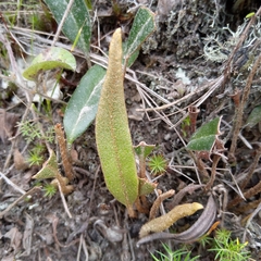 Polypodiaceae
