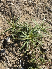 Malacothrix saxatilis