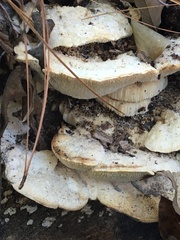 Irpiciporus