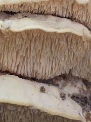 Irpiciporus