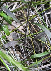 Wahlenbergia multicaulis