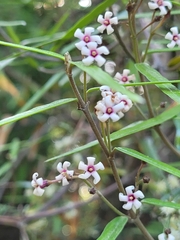 Parsonsia capsularis
