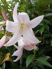 Crinum moorei