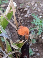 Fusicolla merismoides