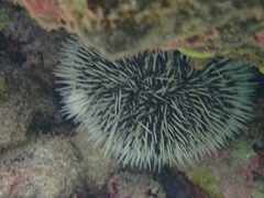 Tripneustes ventricosus