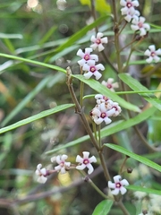 Parsonsia capsularis