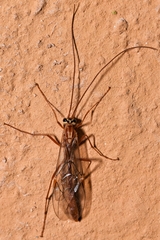 Ophion obscuratus