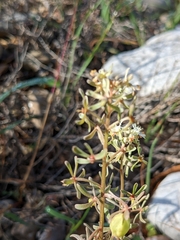 Reseda phyteuma