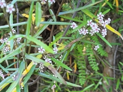 Parsonsia capsularis
