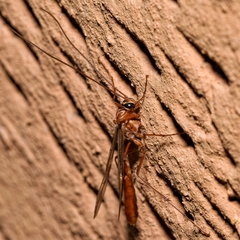 Ophion obscuratus