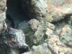 Lytechinus variegatus