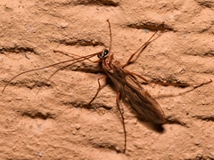 Ophion obscuratus