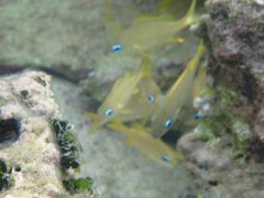 Haemulon flavolineatum