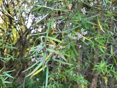Parsonsia capsularis