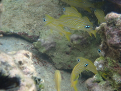 Haemulon flavolineatum