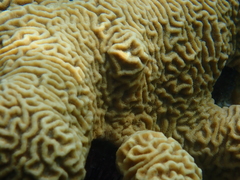 Pseudodiploria clivosa