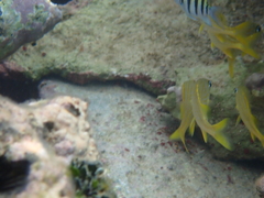 Haemulon flavolineatum