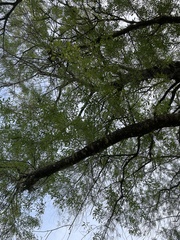 Fraxinus berlandieriana