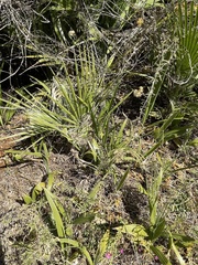Washingtonia filifera
