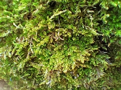 Sanionia uncinata
