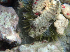 Lytechinus variegatus