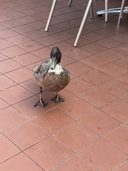Anas platyrhynchos