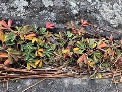 Sibbaldiopsis tridentata