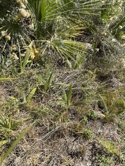 Washingtonia filifera